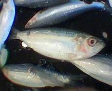 Sardine