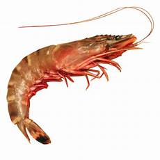 Shrimp