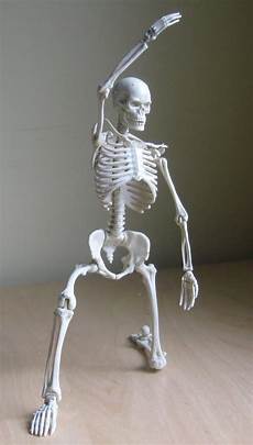 Skeleton