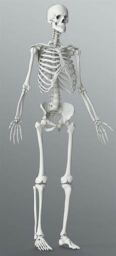 Skeleton