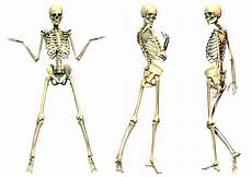 Skeleton