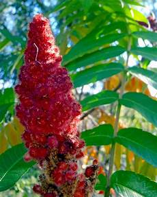 Sumac