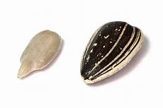 Sunflower Seed