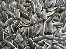 Sunflower Seed