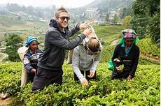 Tea Production Lines