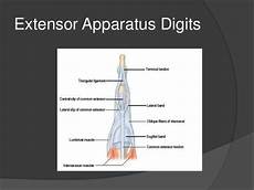 Tendon Bands