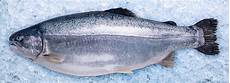 Whole Fish