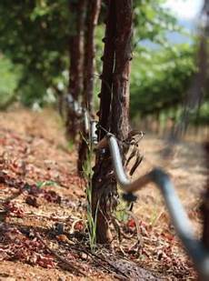 Wineyard Fertilizer